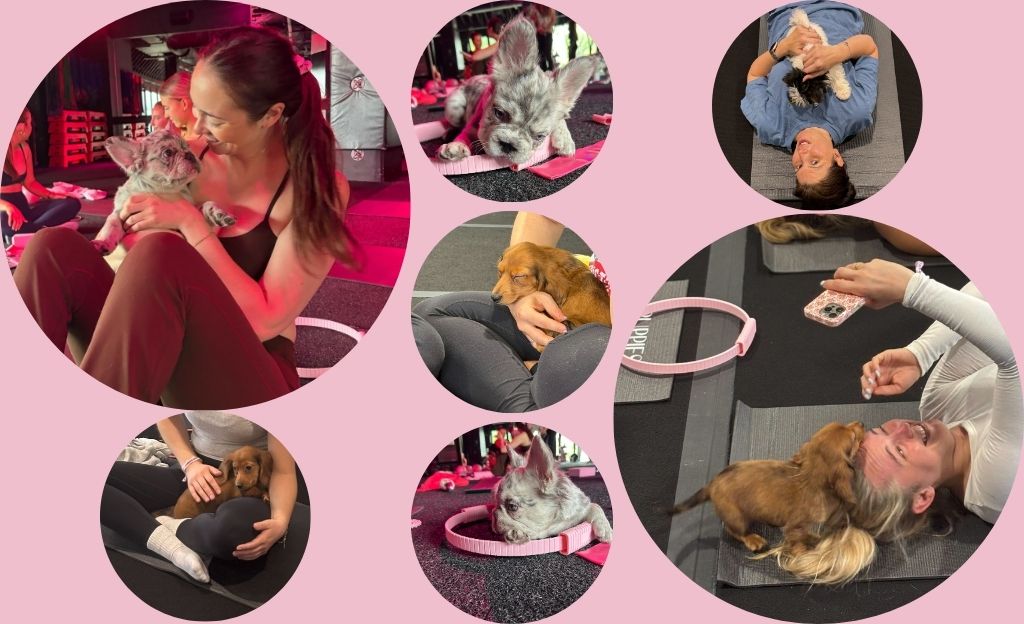 Why Everyone Is Searching for Puppies and Pilates Near Me