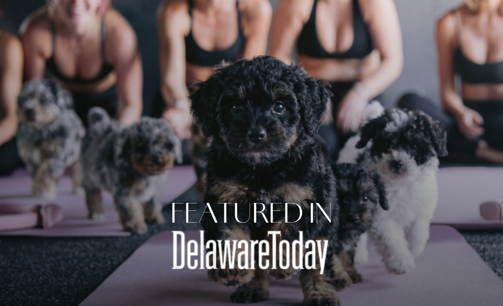 Puppies and Pilates Is Coming to Rehoboth Beach
