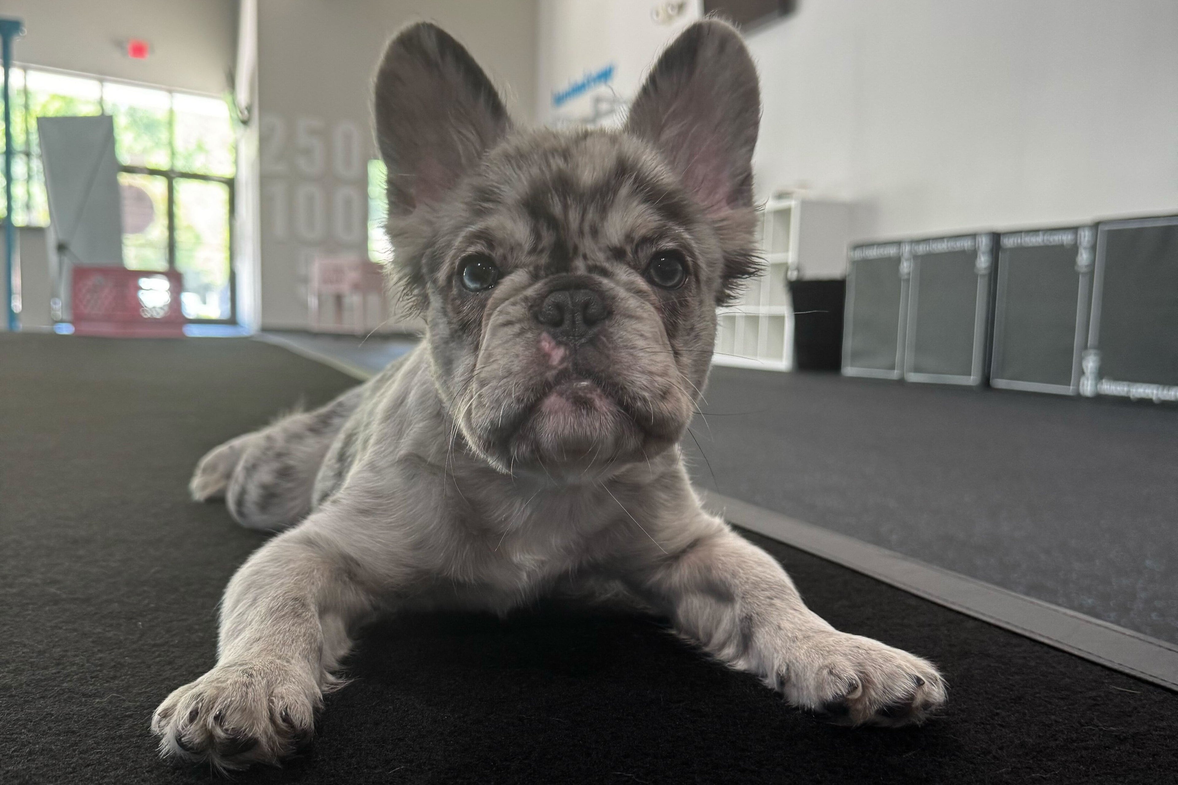 What Happens To The Puppies After The Class?