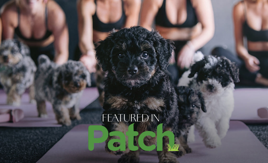 Arlington Among DMV Sites Launching Puppies And Pilates Classes