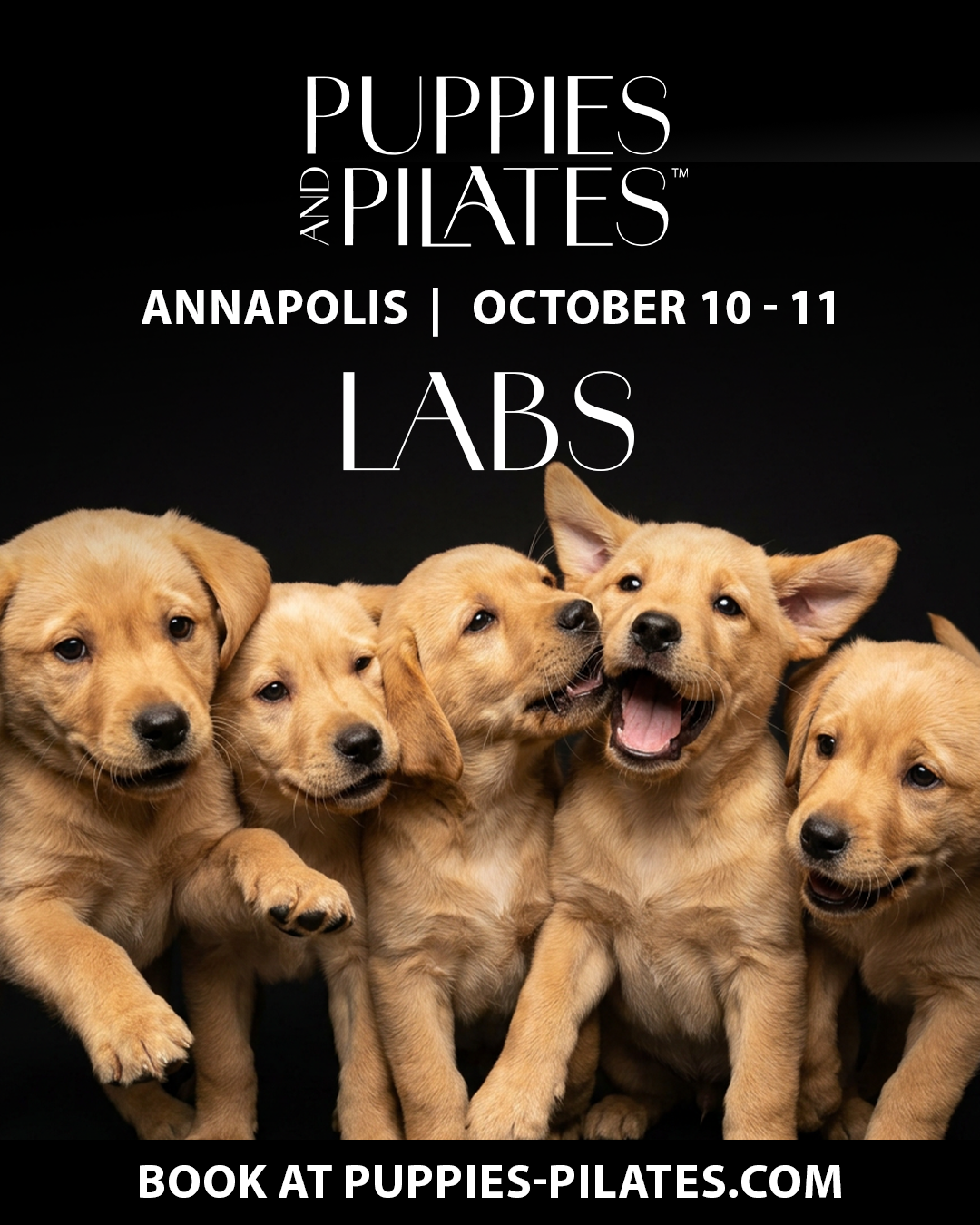 Puppies and Pilates - Annapolis MD