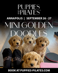 Puppies and Pilates - Annapolis MD