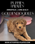 Puppies and Pilates - Annapolis MD