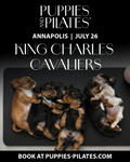 Puppies and Pilates - Annapolis MD