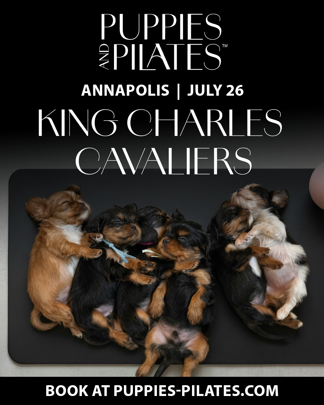 ヨガ・ピラティス Poppy Puppies and Pilates - Annapolis MD – PUPPIES AND PILATES