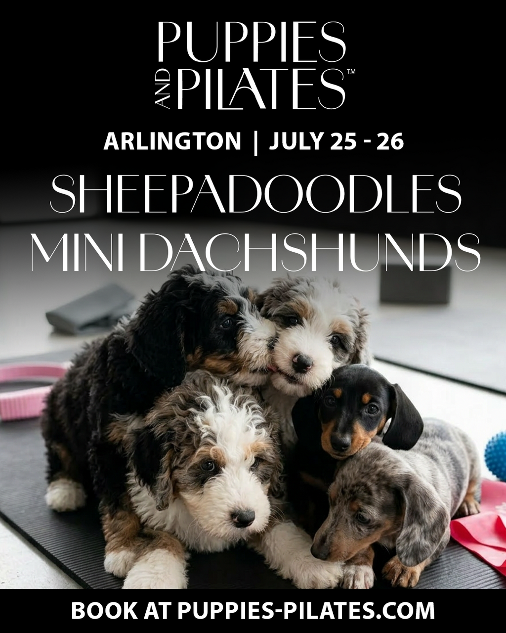 Puppies and Pilates - Arlington VA