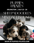 Puppies and Pilates - Arlington VA