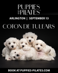 Puppies and Pilates - Arlington VA