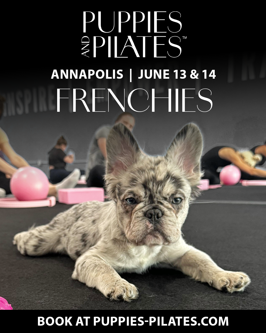 Puppies and Pilates - Annapolis MD