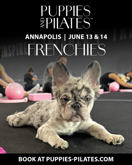 Puppies and Pilates - Annapolis MD