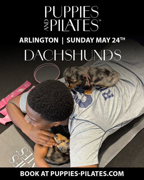 Puppies and Pilates - Arlington VA