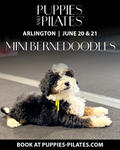 Puppies and Pilates - Arlington VA
