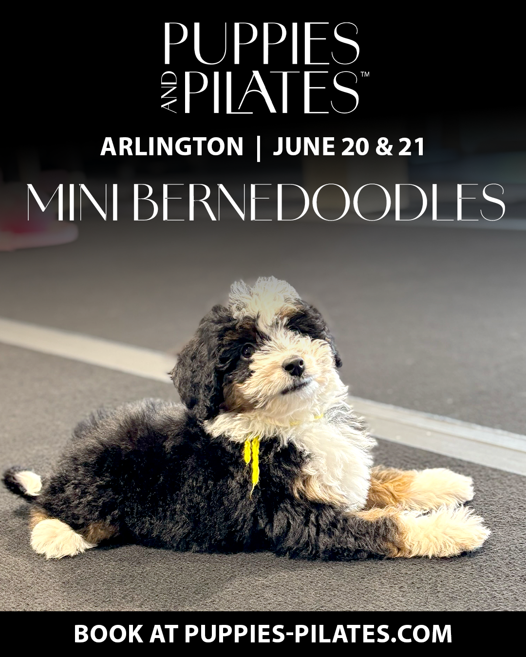 Puppies and Pilates - Arlington VA