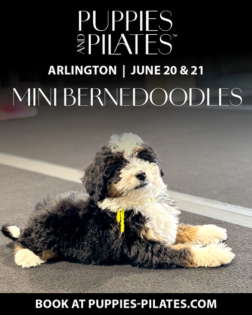 Puppies and Pilates - Arlington VA