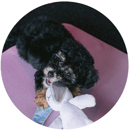 Cute Dog Puppies And Pilates