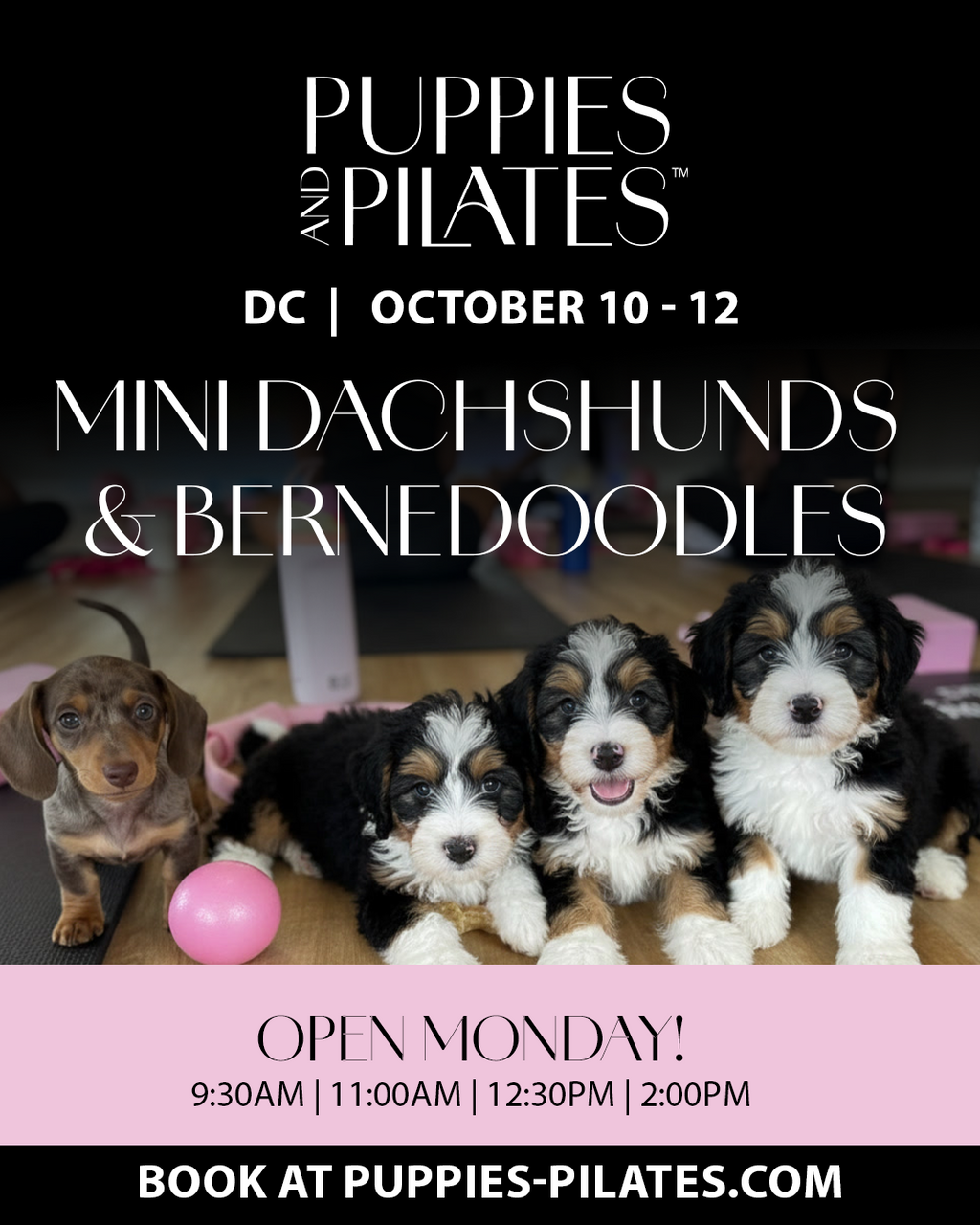 Puppies and Pilates - Washington DC