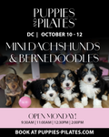 Puppies and Pilates - Washington DC