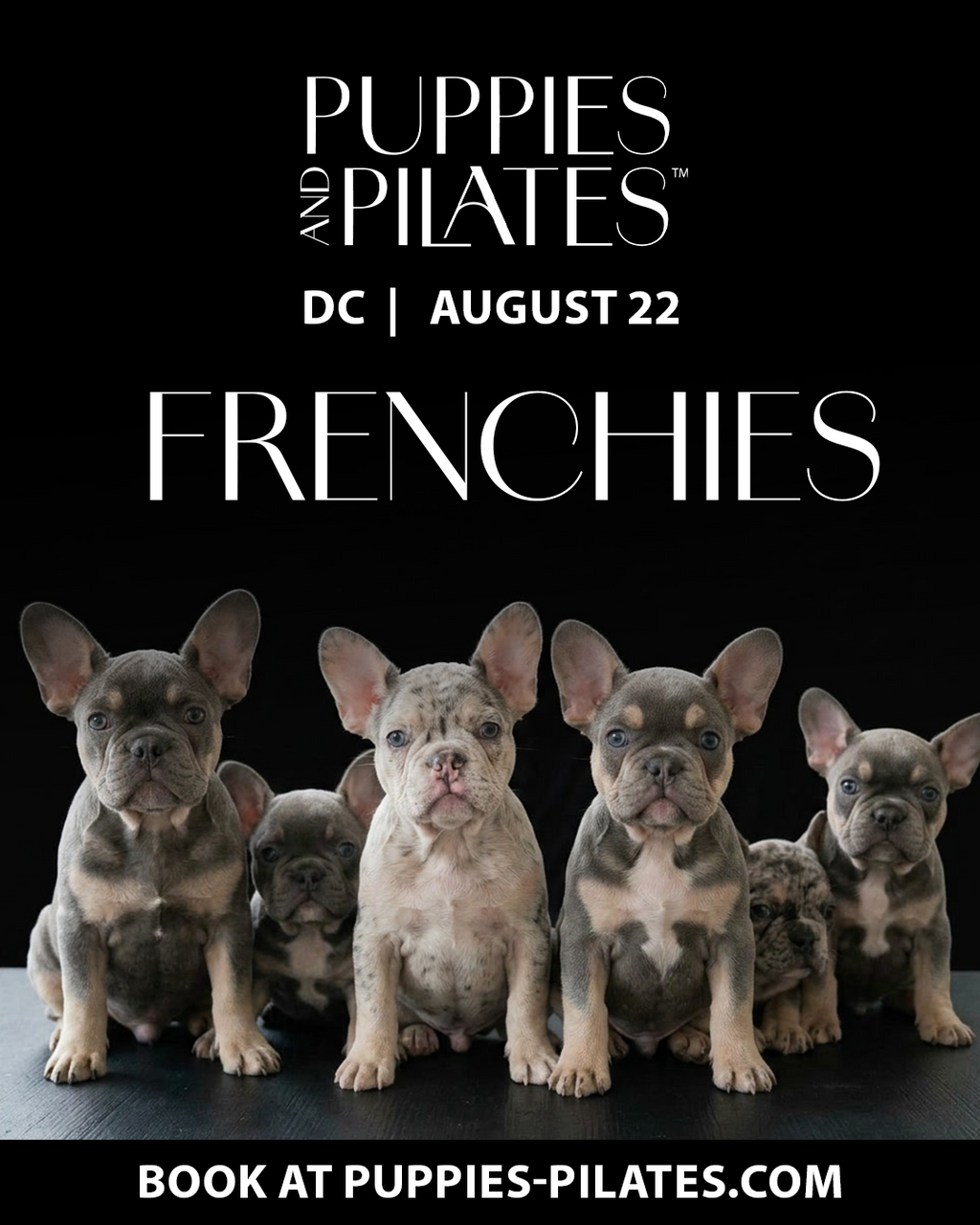 Puppies and Pilates - Washington DC