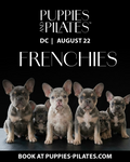 Puppies and Pilates - Washington DC