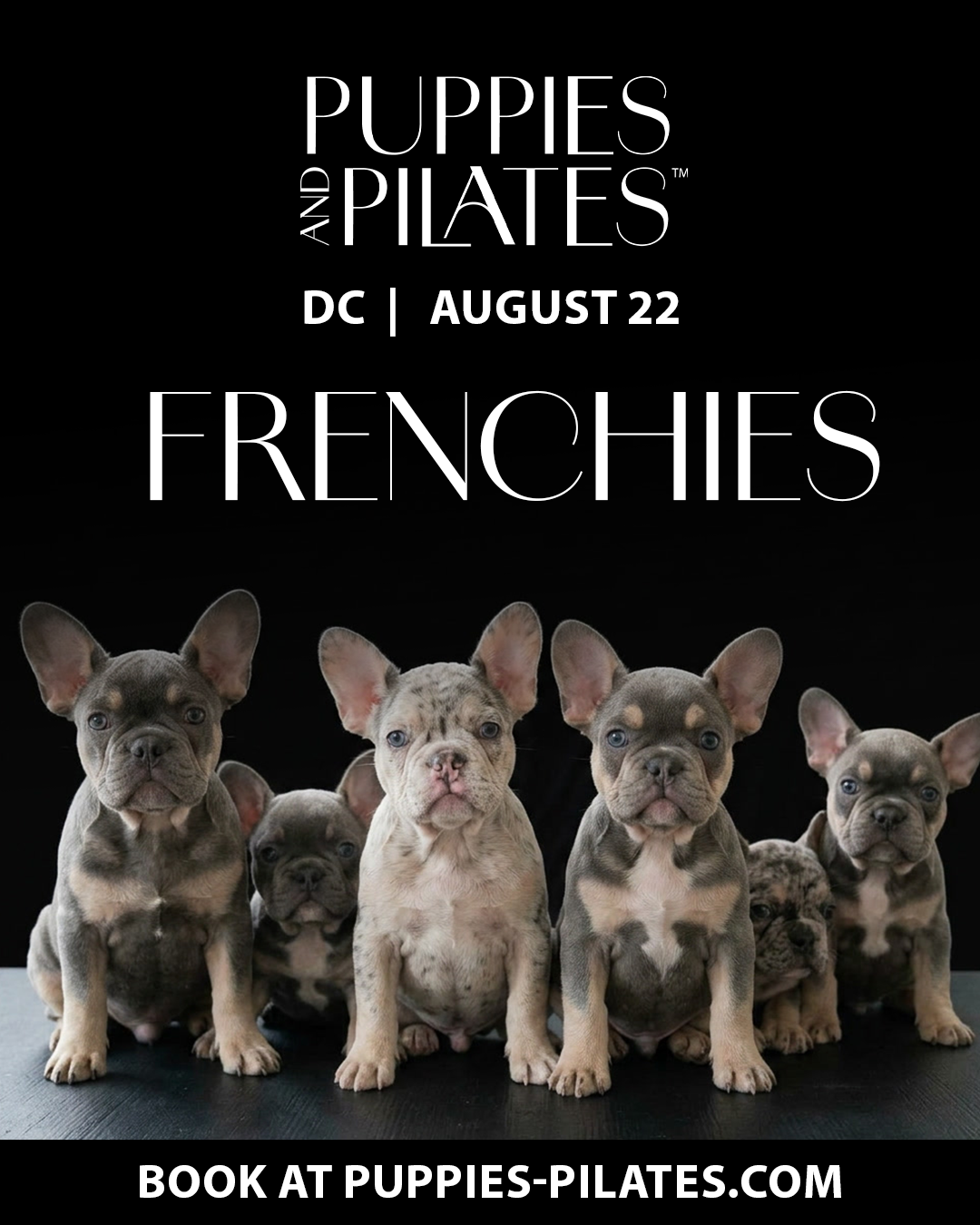 Puppies and Pilates - Washington DC