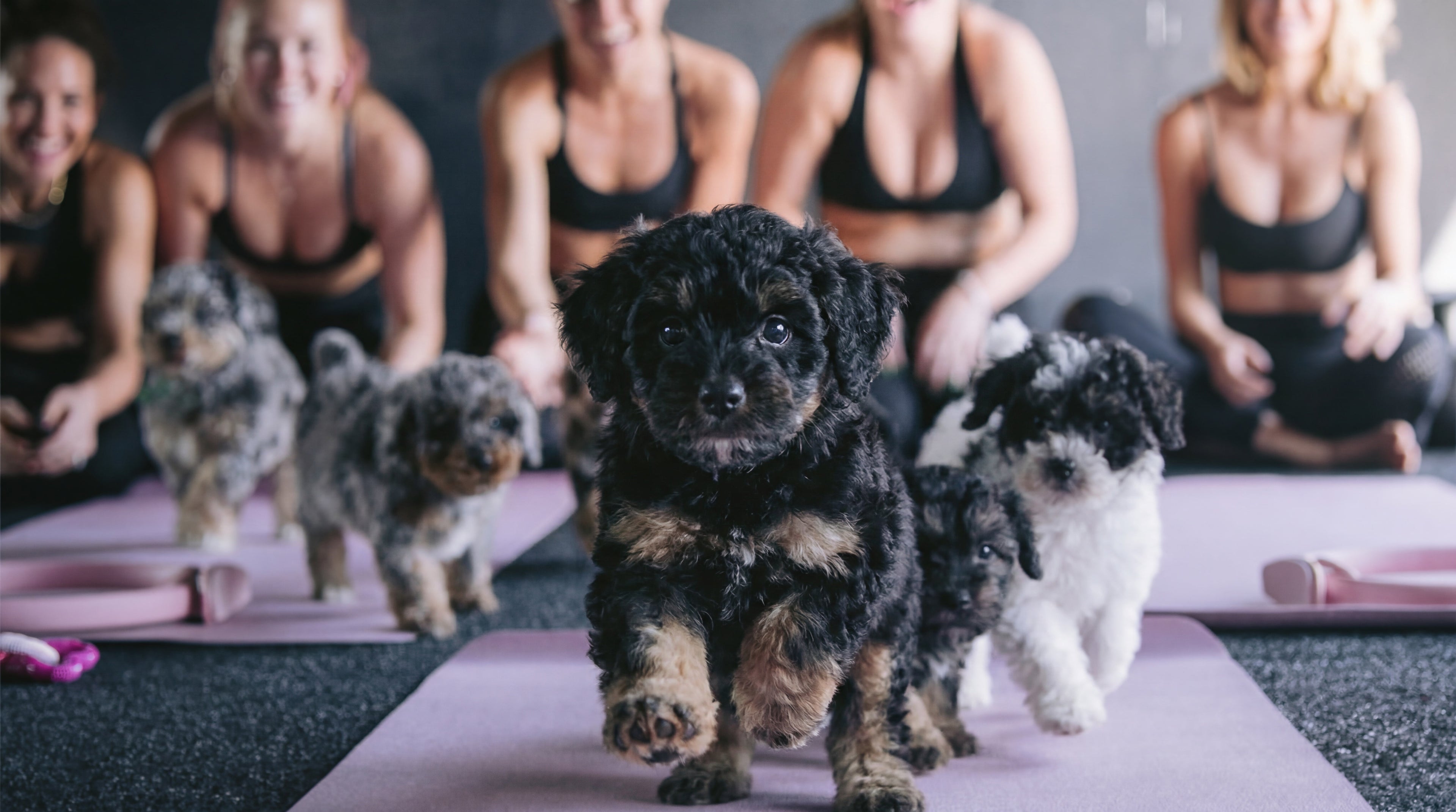 Puppies And Pilates Hero Image