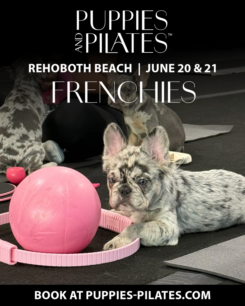 Puppies and Pilates - Rehoboth Beach